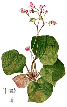 Begonia nigritarum
