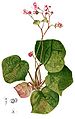 Begonia nigritarum[исп.]