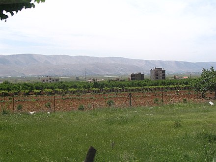 A vineyard in the Beqaa