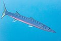 * Nomination: Yellowmouth barracuda (Sphyraena viridensis), Cabo de Palos, Spain --Poco a poco 08:51, 27 May 2023 (UTC) * * Review needed