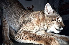 Lince euroasiático de la subespecie siberiana.