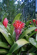 Billbergia pyramidalis