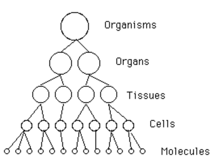 Tập_tin:Biological_holarchy.png