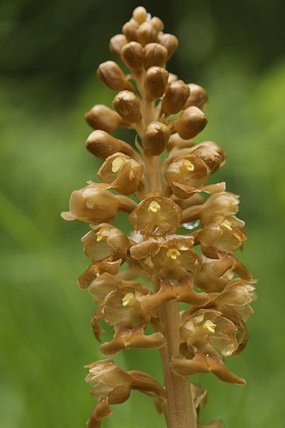 File:Bird's-Nest Orchid - Neottia nidus-avis (26805129814).jpg