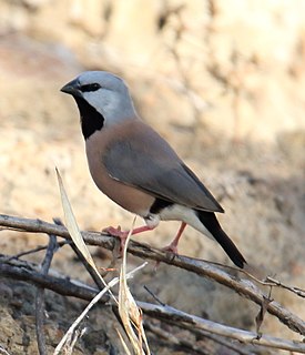 Black-throated finch Species of Australian bird