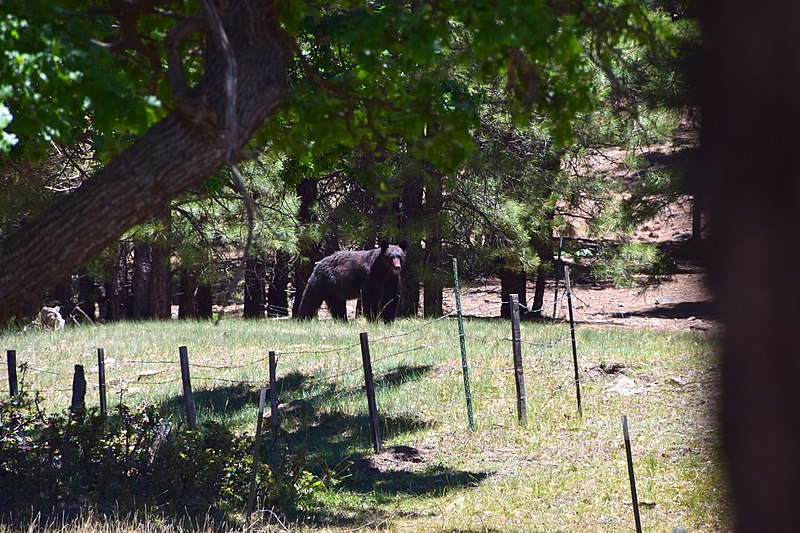 File:Black Bear (42904648392).jpg