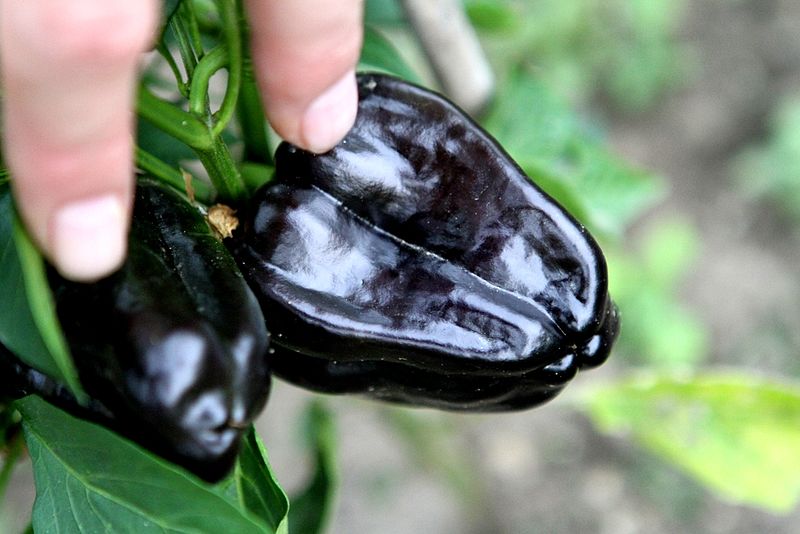 Файл:Black Bell Peppers.jpg