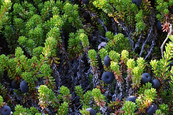 Black Crowberry (Empetrum nigrum)