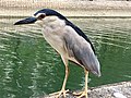 Black Crowned heron.jpg