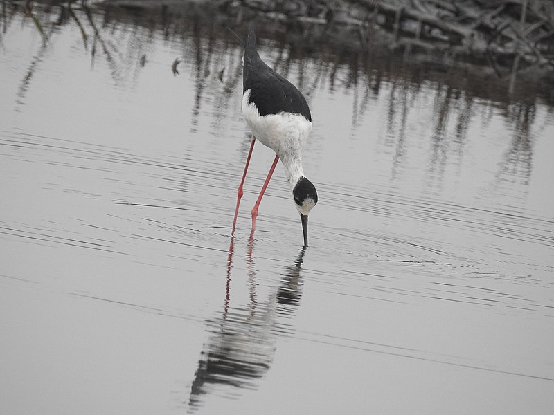 File:Black winged stilt 44 (Himantopus himantopus) പവിഴക്കാലി .jpg