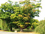 Blair Sugar Maple Tree