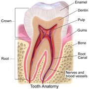 Dentín