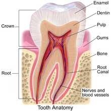 Parts of a tooth, including the enamel (cross section). Blausen 0863 ToothAnatomy 02.png