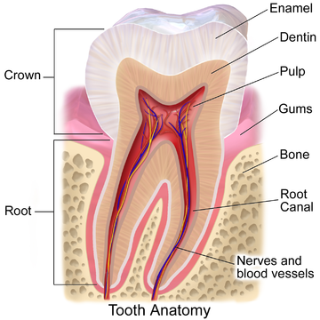 Pulp (tooth)