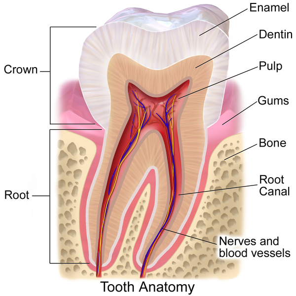 File:Blausen 0863 ToothAnatomy 02.png