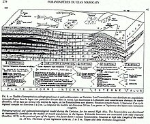 High Atlas middle liassic carbonate platform of Morocco and succession of regressive, autocyclic, "shallowing upward" metric sequences. Bloc diagramme Lias Haut Atlas.jpg