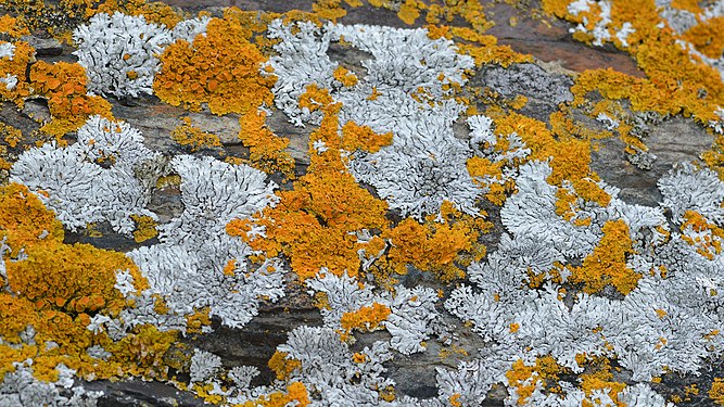 Blue-gray Rosette Lichen (Physcia caesia) and Common Sunburst Lichen (Xanthoria parietina)