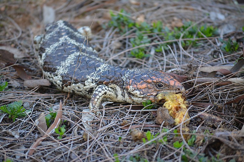 File:Blue tongue lizard, mid meal, Dryandra Woodland, Western Australia.jpg