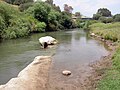 Sungai Yordan di selatan jembatan "Bnot Ya'akov" ("Putri-putri Yakub") (Mei 2009)