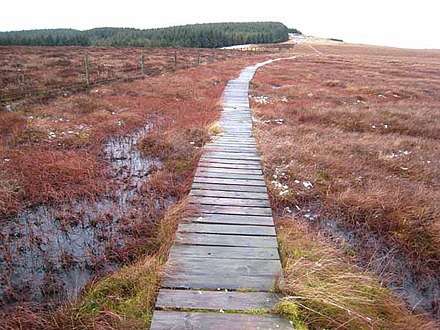 Boardwalk