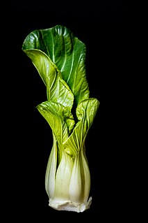 <span class="mw-page-title-main">Bok choy</span> Subspecies of flowering plant