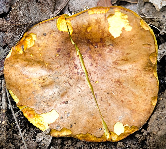 File:Boletus rawlingsii 507283.jpg