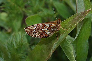 Boloria chariclea