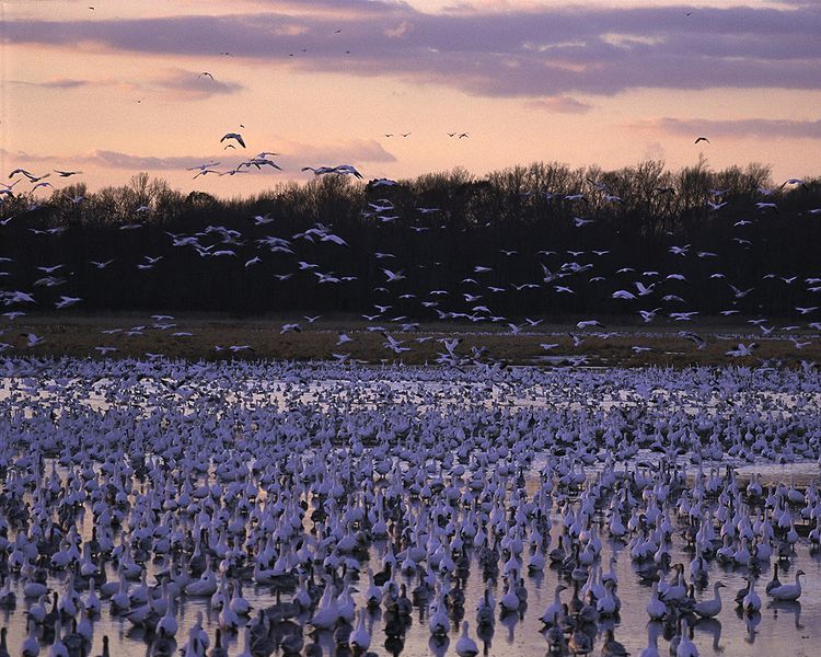 File:Bombay Hook NWR - birds.jpg