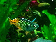 A Boesemani rainbowfish in an aquarium