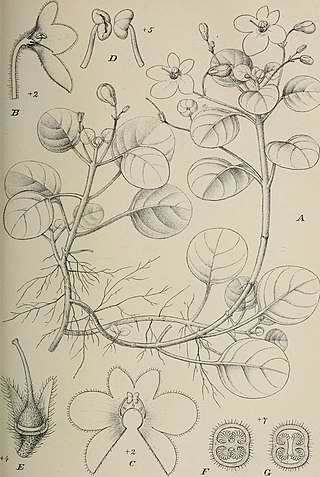 <i>Streptocarpus goetzeanus</i> Species of flowering plant