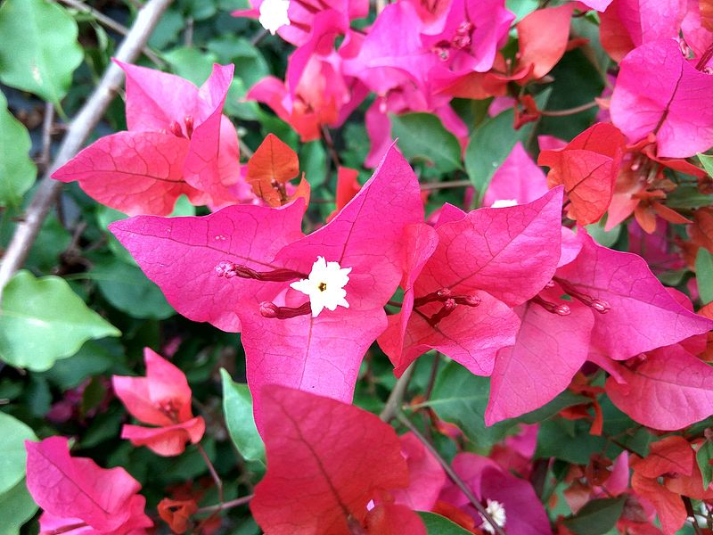 File:Bougainvillea glabra of Bangladesh 07.jpg