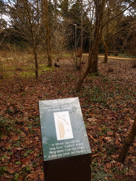 File:Bournemouth, nature notes at Coppice Corner - geograph.org.uk - 1728909.jpg