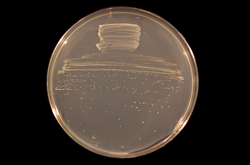 File:Bradyrhizobium diazoefficiens USDA 110 on TY agar.jpg