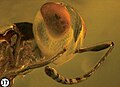 Brevivulva electroma — наездник (Hymenoptera, Eupelmidae)