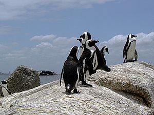 African penguins (Spheniscus demersus)