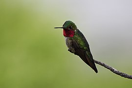 Un colibri à queue plate mâle, dans le Wyoming