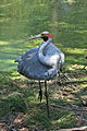 Grus rubicunda Australia - Victoria Healesville