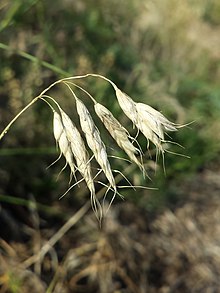 Bromus squarrosus sl6.jpg