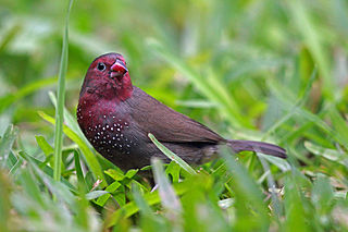 <span class="mw-page-title-main">Brown firefinch</span> Species of bird