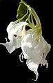Brugmansia shredded white.jpg