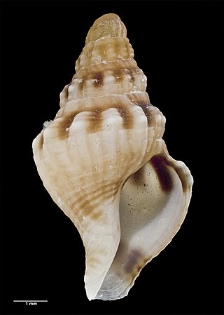 <i>Buccinulum robustum</i> Species of gastropod