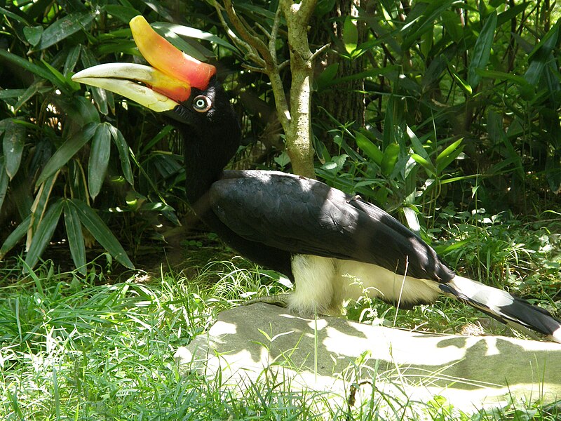 File:Buceros rhinoceros -Nashville Zoo-8.jpg