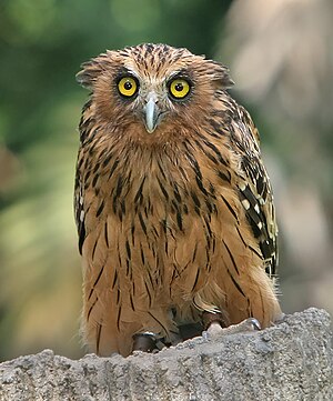 Sunda fish owl
