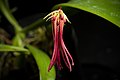 Bulbophyllum habrotinum