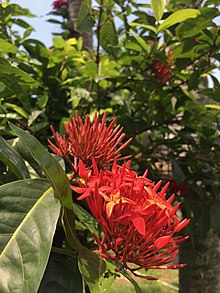  Saraca asoca Wikipedia