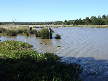 Bushy Park Wetlands1