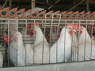 Poules blanches entassées à trois dans une cage