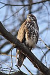 Common buzzard