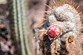 Cactus típico da região - Chapada Diamantina.jpg