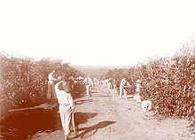 Italians working on a coffee farm. Cafe plantacao.jpg